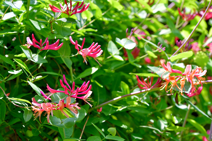 Der Lichtbedarf am Standort des Geißblattes