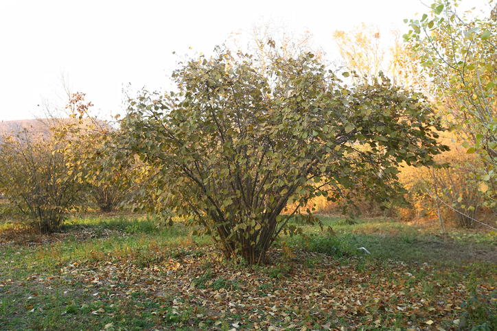 Der Platzbedarf der Haselnuss