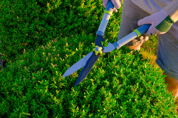 Der Schlüssel zu einem gepflegten Buchs