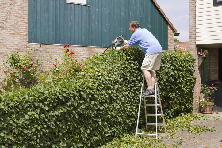 Der Schnitt einer vernachlässigten Hainbuchenhecke