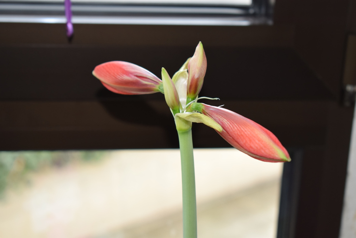Der Temperaturbedarf in der Blütezeit