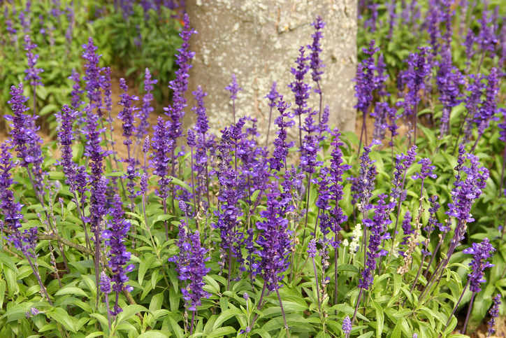 Der Unterschied von Salbei und Ziersalbei