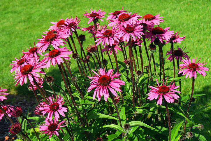 Der beste Standort für den Sonnenhut