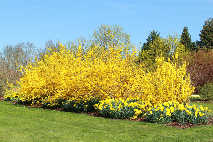 Der ideale Standort für Forsythien