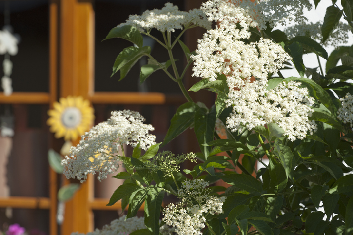 Der ideale Standort für Holunder