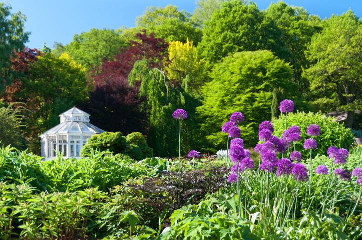 Der ideale Standort für Zierlauch