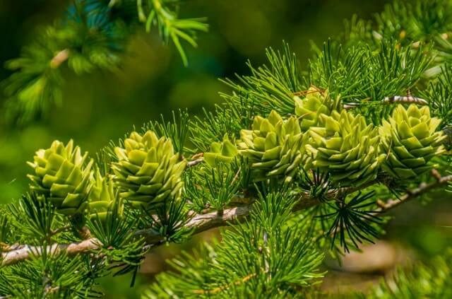 Der ideale Standort für die Lärche