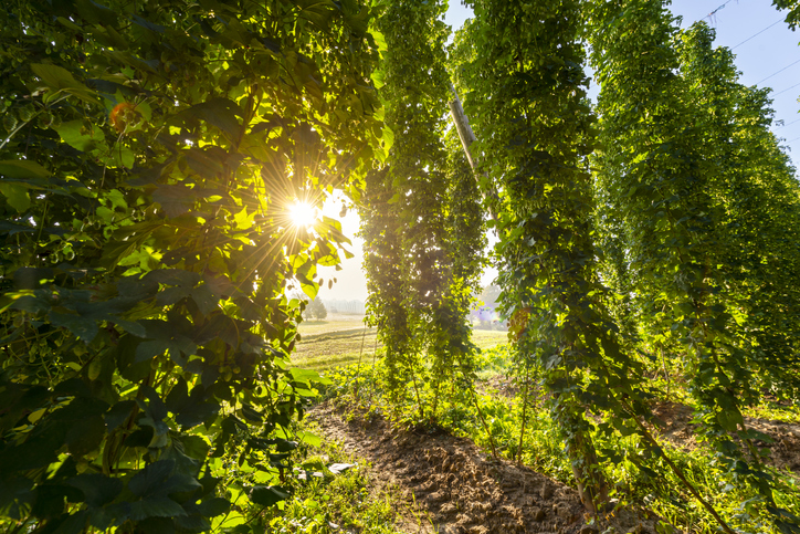 Der optimale Standort für Hopfen