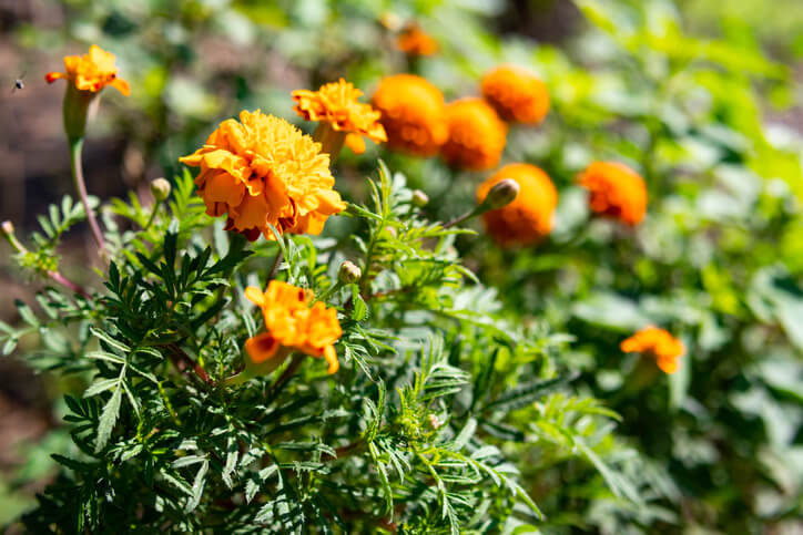Der perfekte Standort für Tagetes