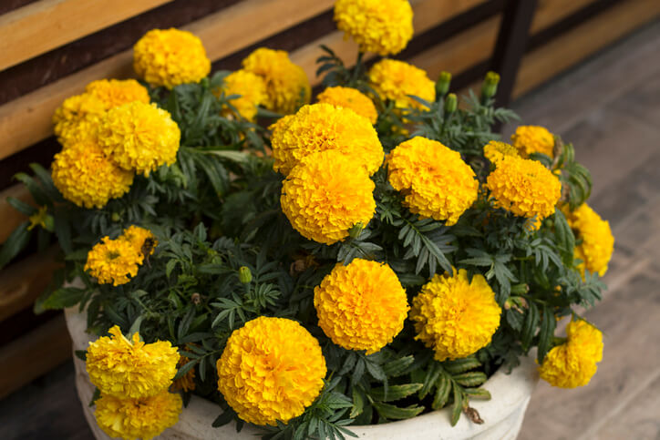 Der perfekte Standort für die Tagetes