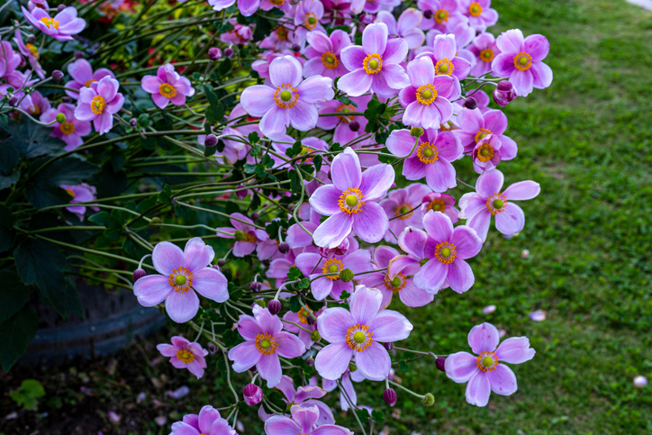 Der richtige Standort für Herbst-Anemonen