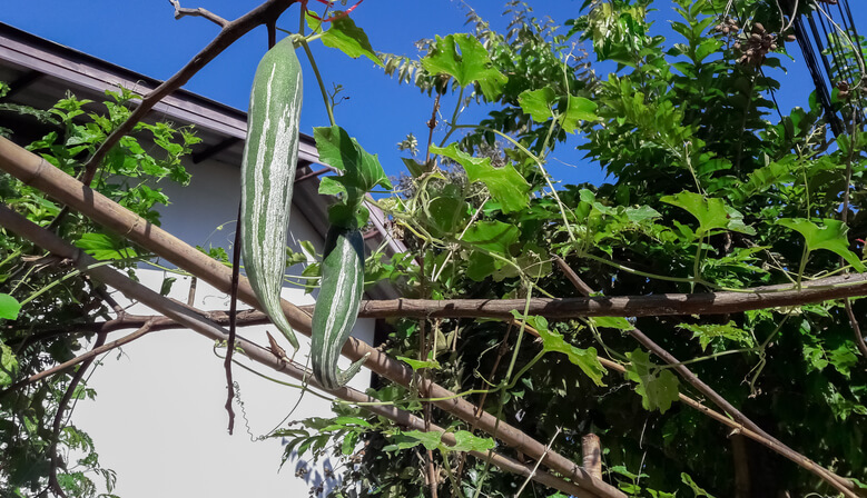 Der richtige Standort für Schlangengurken