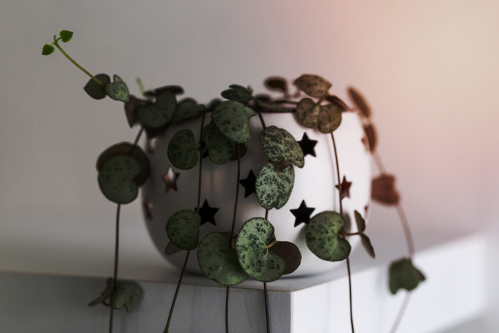 Der richtige Standort für die Leuchterblume