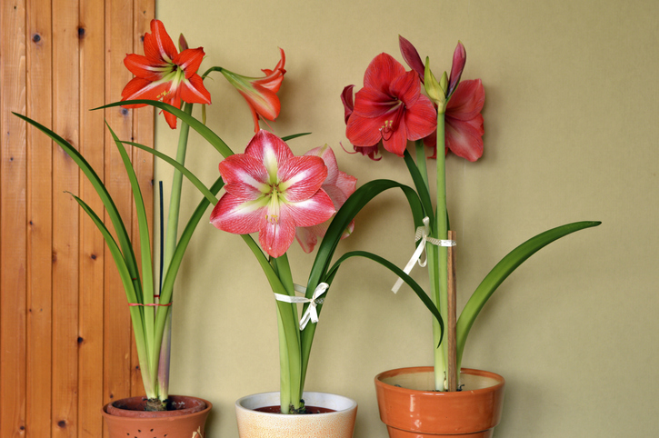 Die 3 Vegetationsphasen der Amaryllis