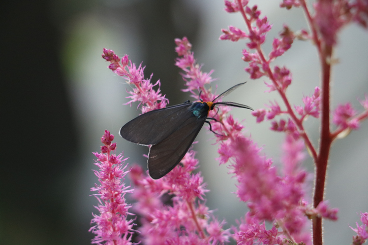 Die Astilbe als Insektenmagnet