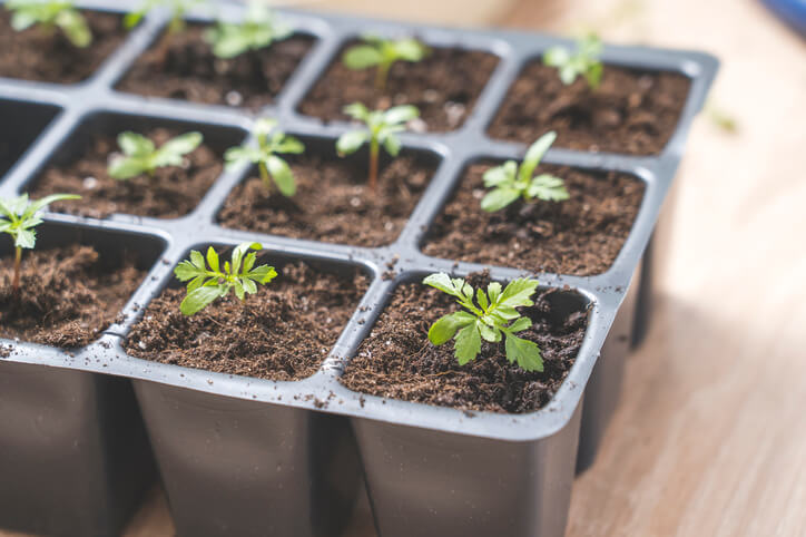 Die Aussaat von Tagetes