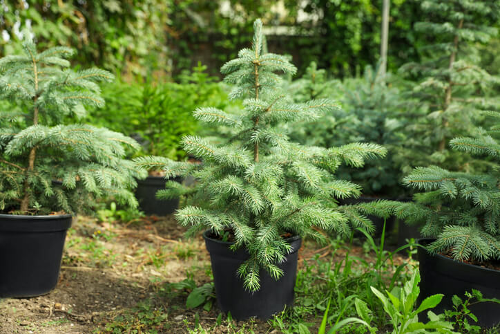 Die Auswahl eines Setzlings