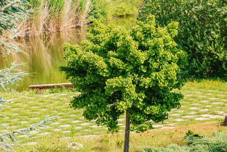 Die Auswahl eines geeigneten Ginkgos