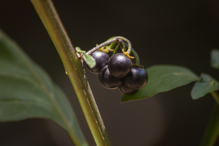 Die Beeren des Schwarzen Nachtschattens