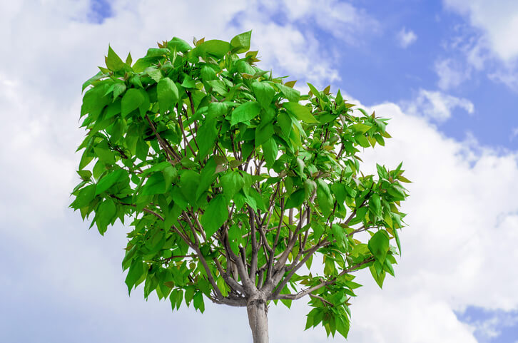 Die Bildung der Knospen