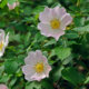 Die Blüte der Hagebutte - Beschreibung