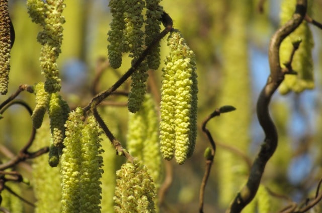 Die Blüte der Haselnuss