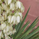 Die Blüte der Palmlilie - wie lange blüht die Pflanze