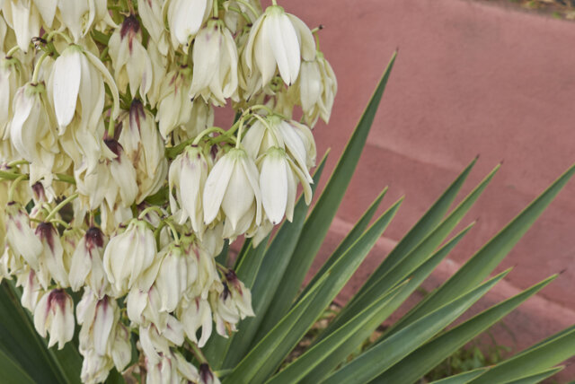Die Blüte der Palmlilie - wie lange blüht die Pflanze