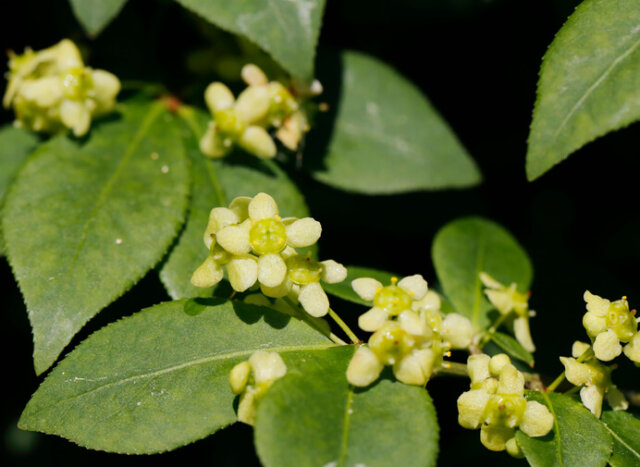 Die Blüte der Pfaffenhütchen