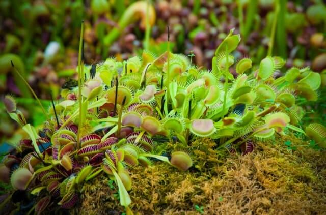 Die Blüte der Venusfliegenfalle