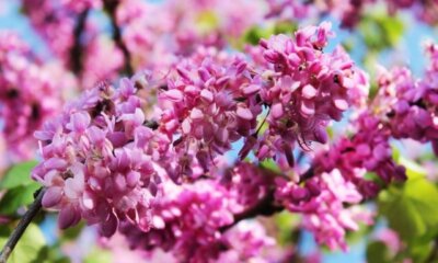 Die Blüte des Judasbaums