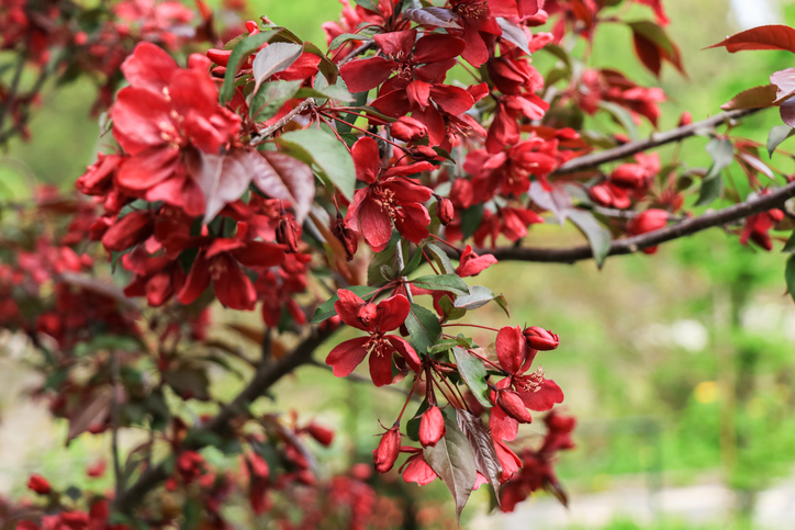 Die Blüte des Zierapfels