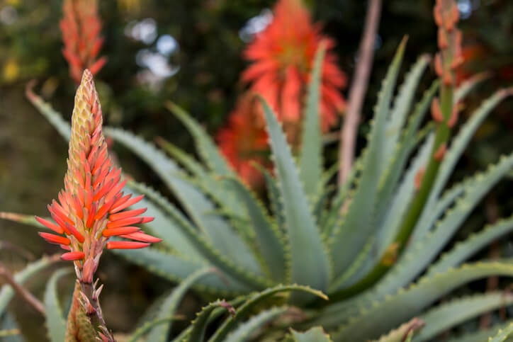 Die Blütezeit der Aloe Vera