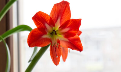 Die Blütezeit der Amaryllis - wie lange blüht sie