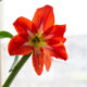 Die Blütezeit der Amaryllis - wie lange blüht sie