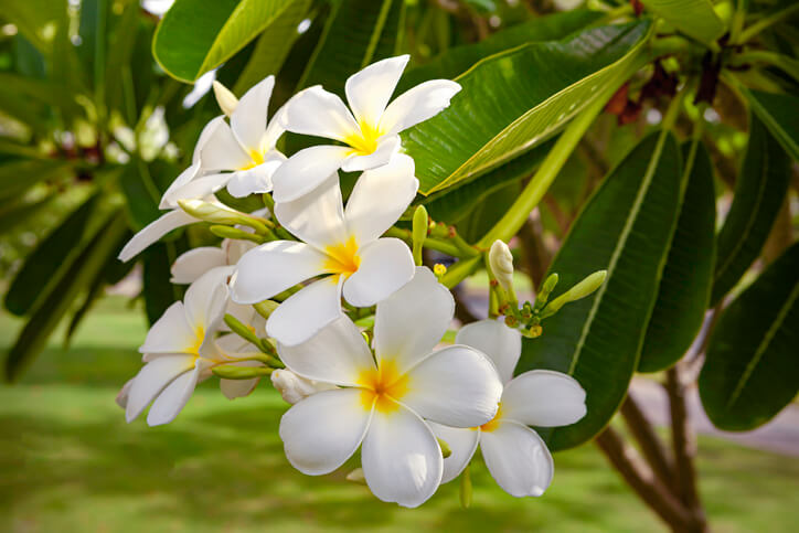 Die Blütezeit der Frangipani