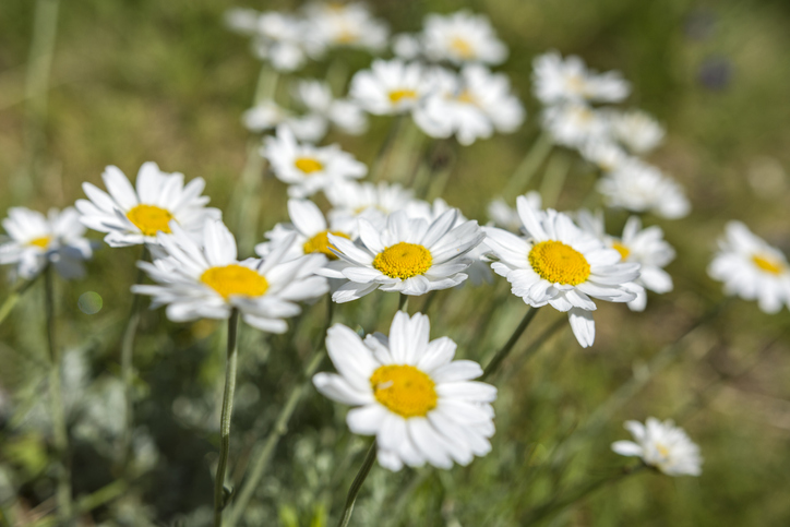 Die Blütezeit der Gänseblümchen