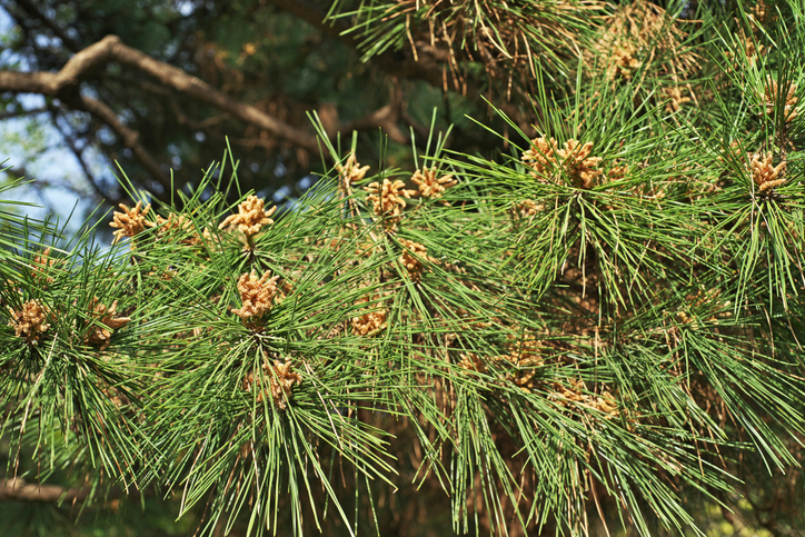 Die Blütezeit der Kiefer