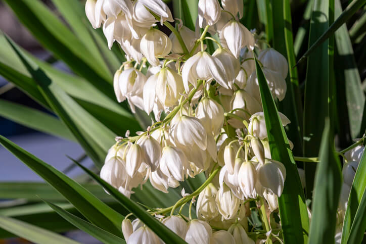 Die Blütezeit der Palmlilie