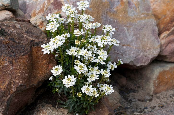 Die Blütezeit der Schleifenblume