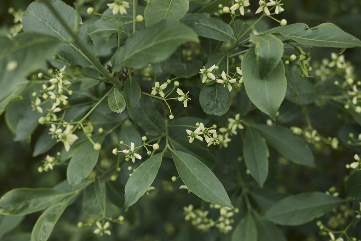 Die Blütezeit des Pfaffenhütchens