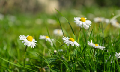 Die Blütezeit von Gänseblümchen