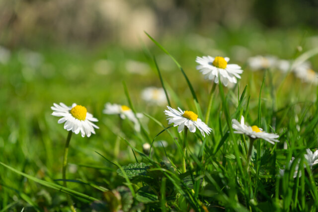 Die Blütezeit von Gänseblümchen
