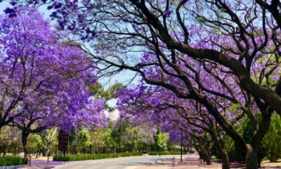 Die Blütezeit von Jacaranda
