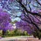 Die Blütezeit von Jacaranda