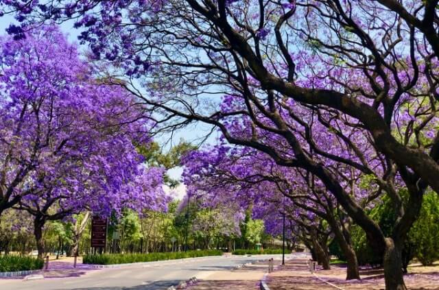 Die Blütezeit von Jacaranda