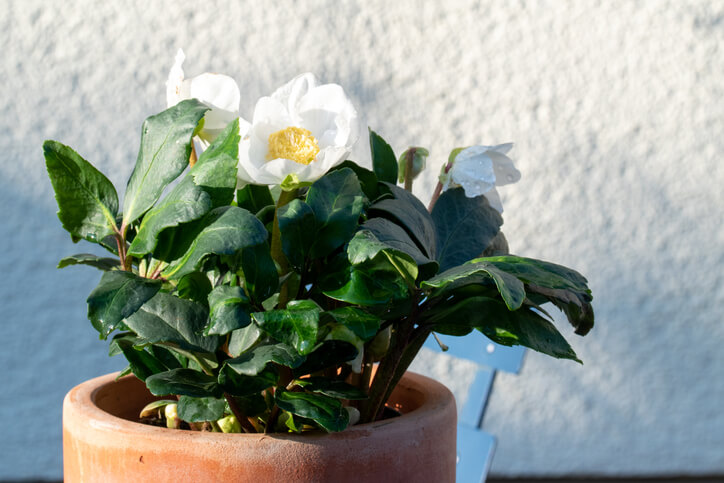 Die Christrose - eine außergewöhnliche Winterschönheit