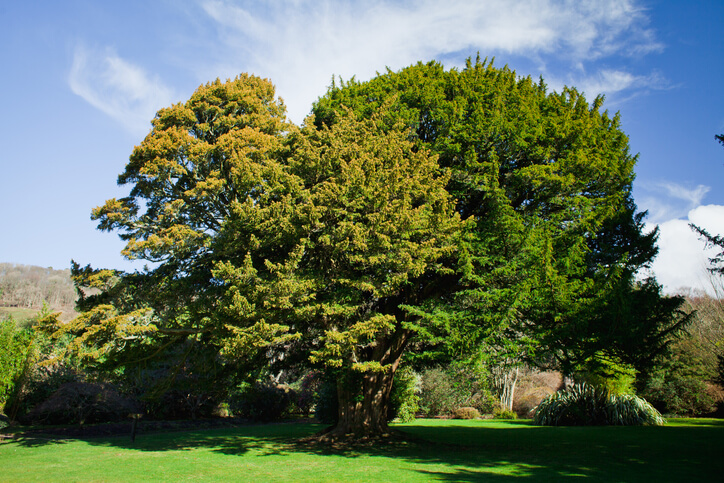 Die Eibe als Baum