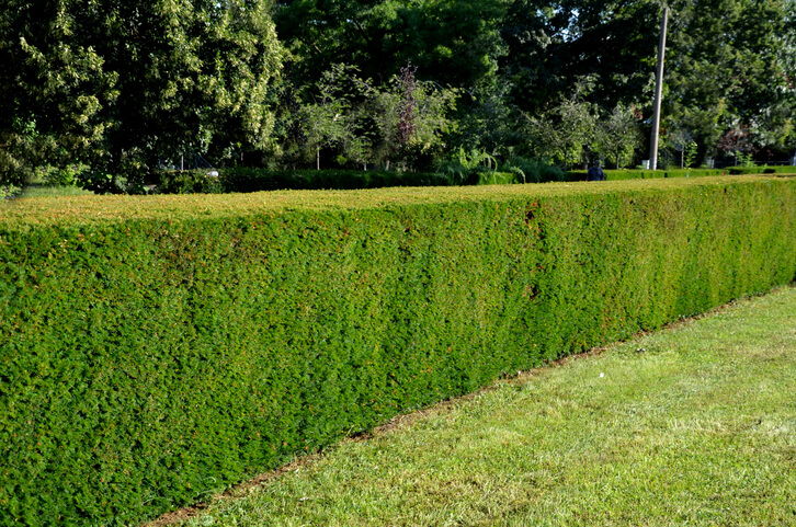Die Eibe als Hecke