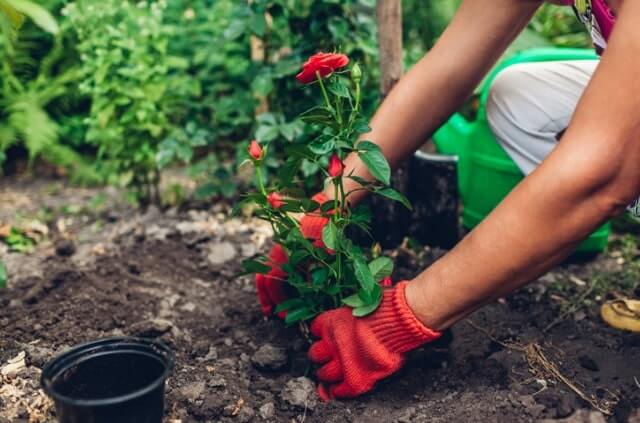 Die Erde für Rosen vorbereiten